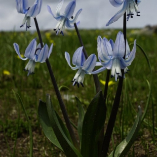 Scilla rosenii